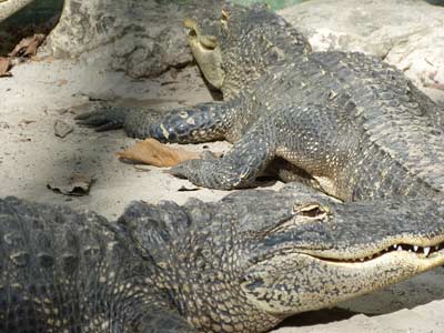 Bonita-Wondergarden-Aligator