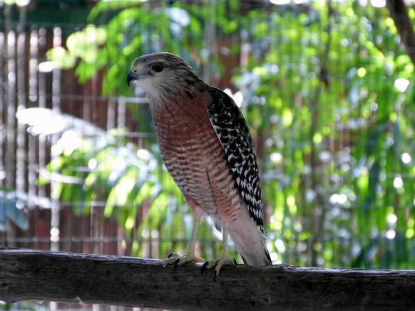 Bonita-Wondergarden-Falke