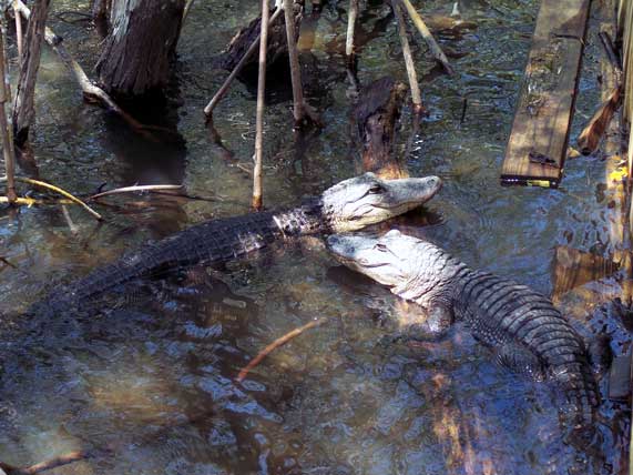 Aligator