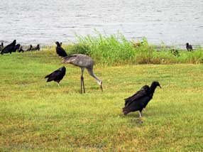 Everglades-2