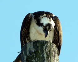 Everglades-3