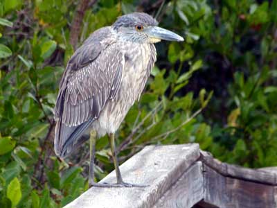 Everglades-4