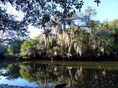Everglades-5