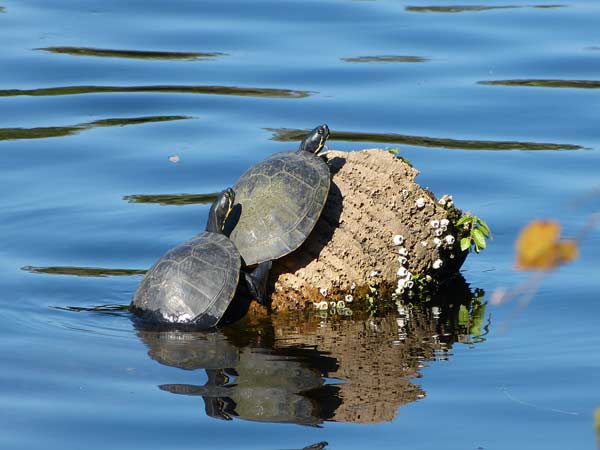 Park-Turtles